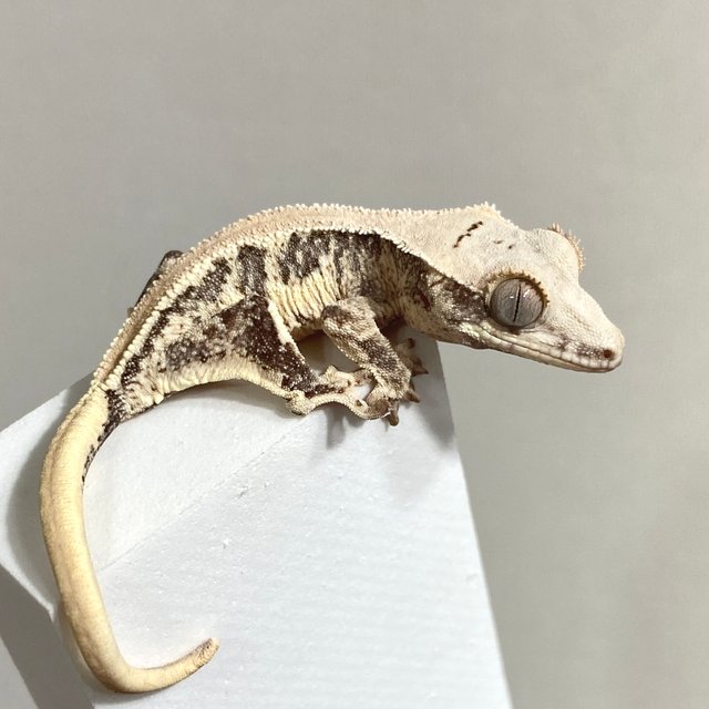 릴리화이트 솔리드백