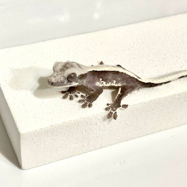 릴잔틱