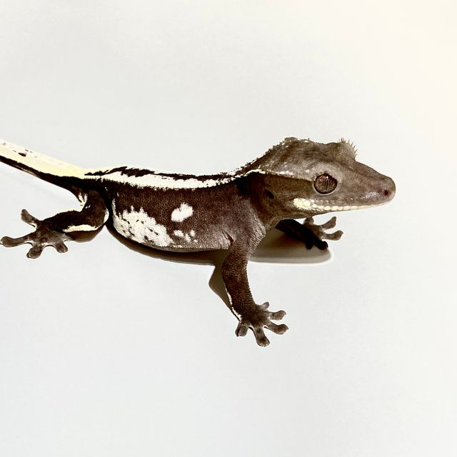 아잔틱