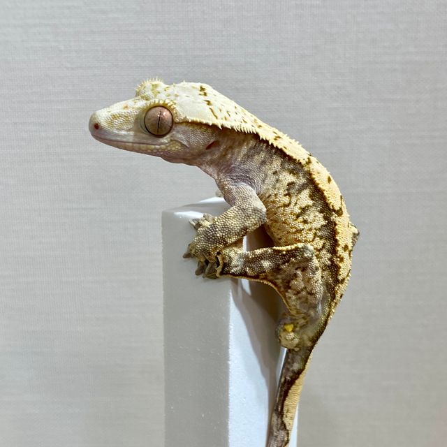 노멀