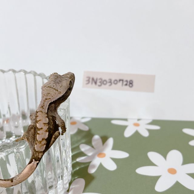 노멀