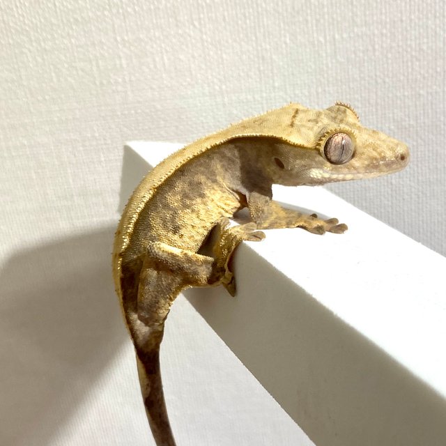 100%헷아잔틱