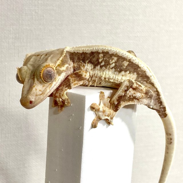 릴리100%헷아잔틱