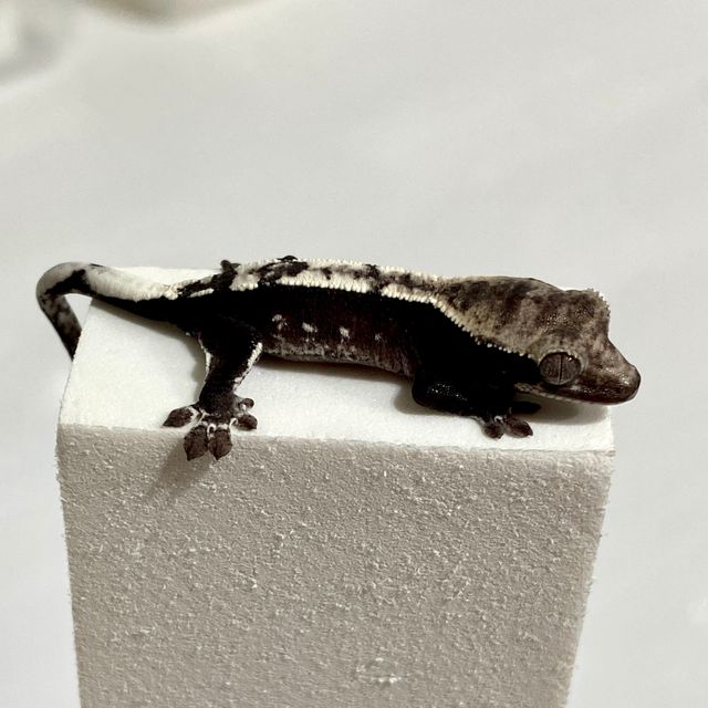 아잔틱