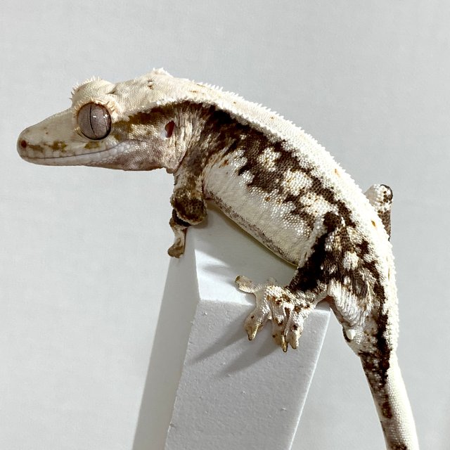 릴리100%헷아잔틱