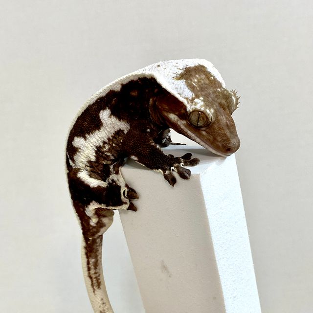 릴잔틱