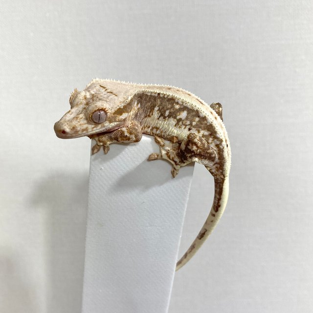 릴리100%헷아잔틱