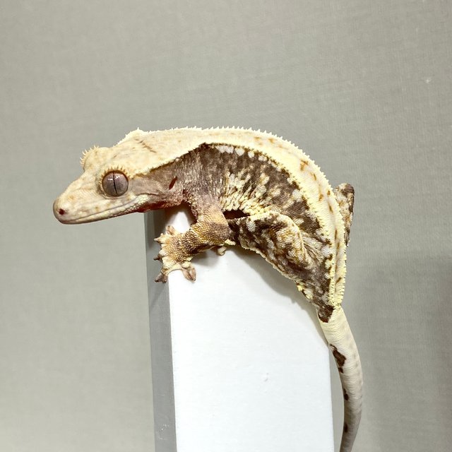 릴리100%헷아잔틱