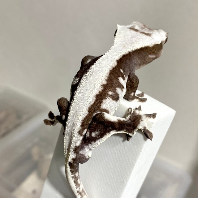 릴잔틱 솔리드백