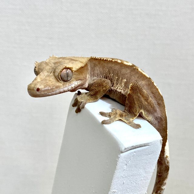 100%헷아잔틱