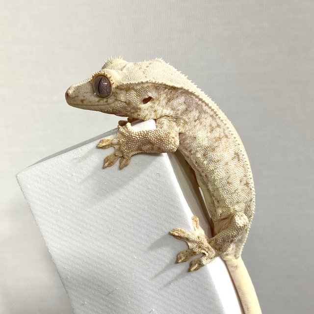 릴리100%헷아잔틱