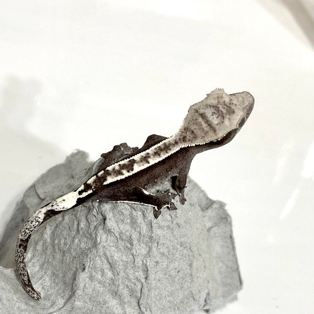 아잔틱