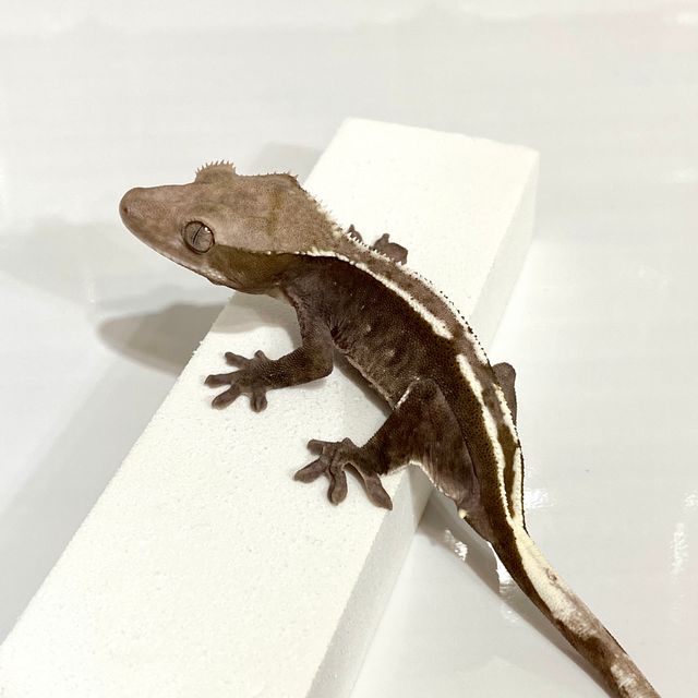 아잔틱