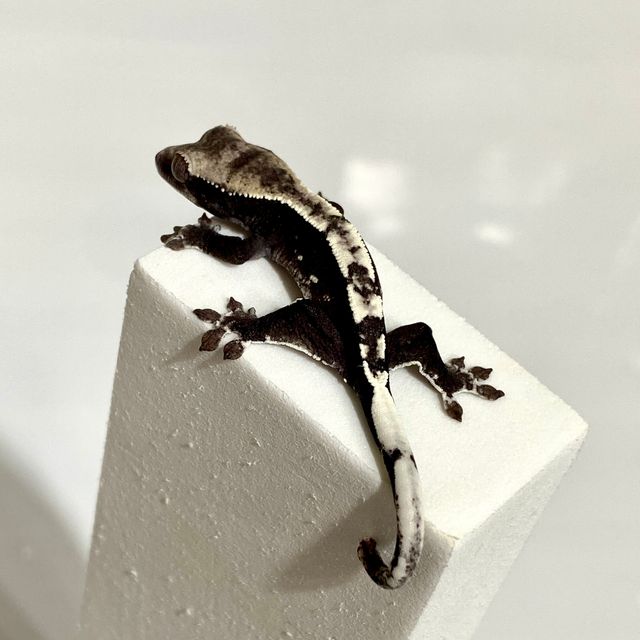 아잔틱
