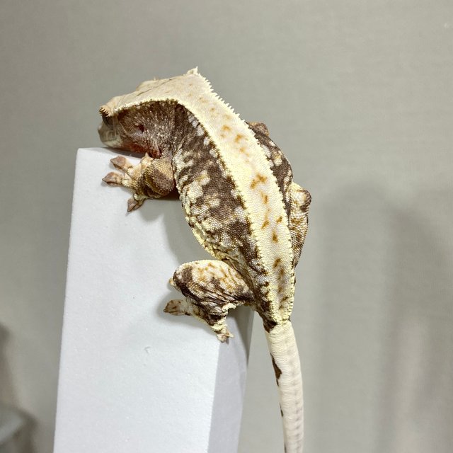 릴리100%헷아잔틱