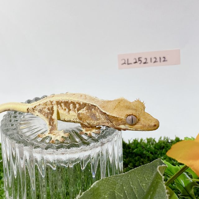 릴리화이트
