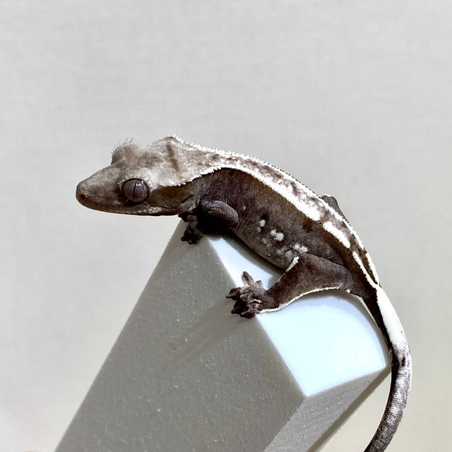 아잔틱