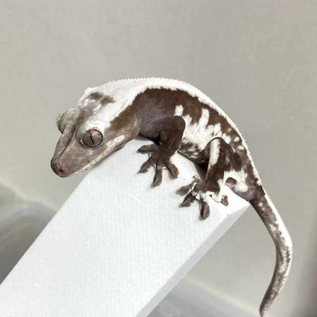 릴잔틱 솔리드백