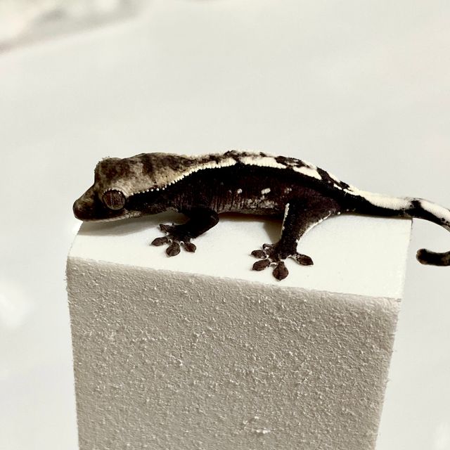 아잔틱