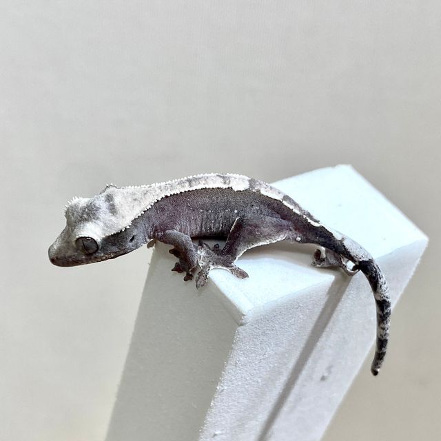 아잔틱