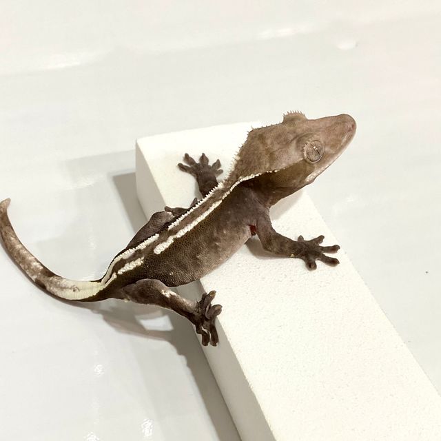 아잔틱