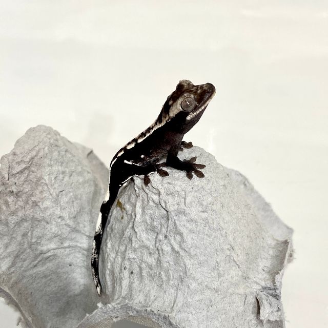 아잔틱