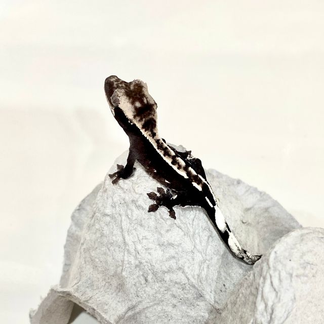 아잔틱