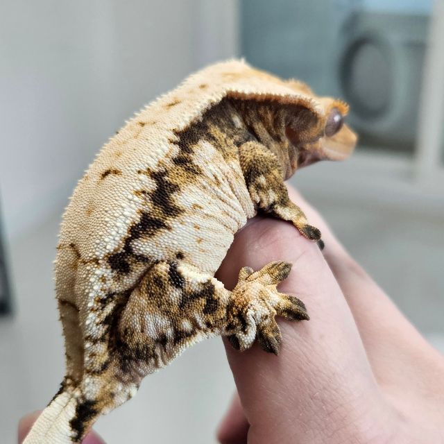 트라이