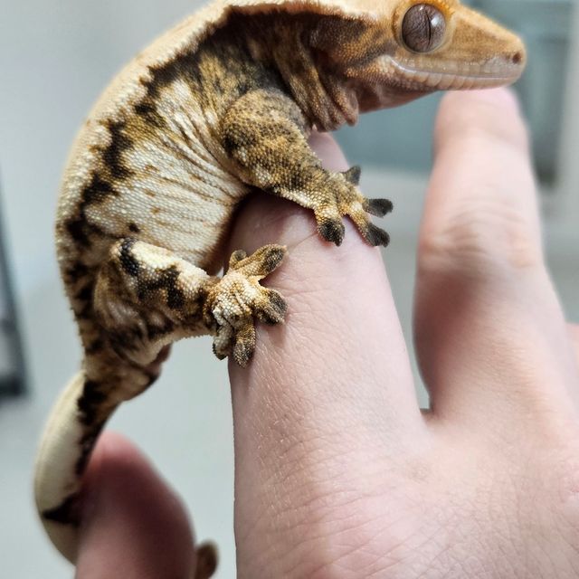 트라이