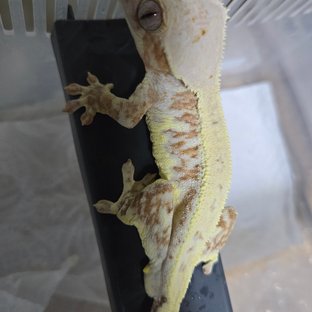 릴리화이트 크림시클 옐로우