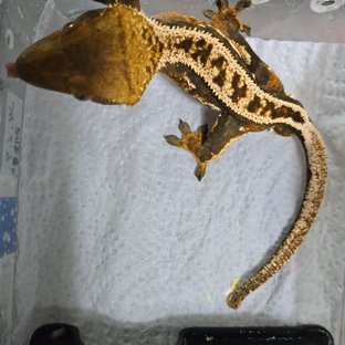 풀핀