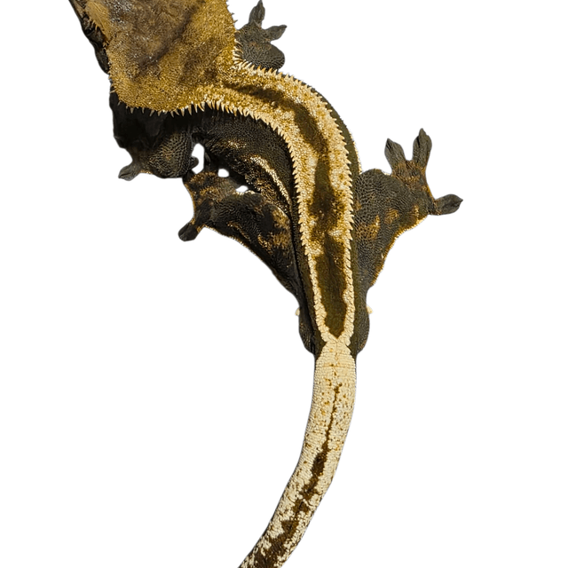 엠티백 슈퍼스트라이프