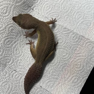 머피 패턴리스