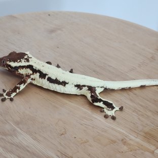 프라푸치노