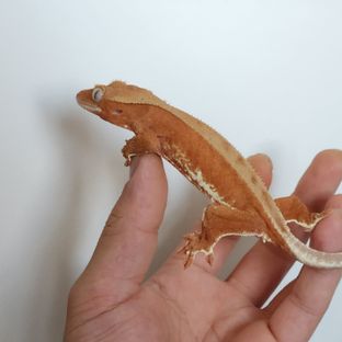 레드 팬텀