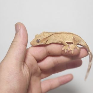 100%헷아잔틱
