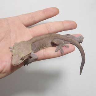 아잔틱
