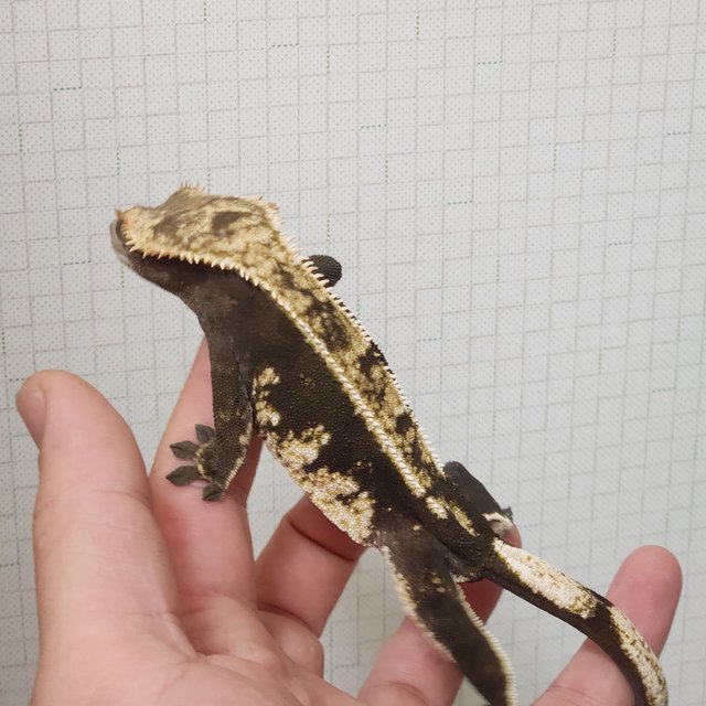 노멀 다크 할리퀸