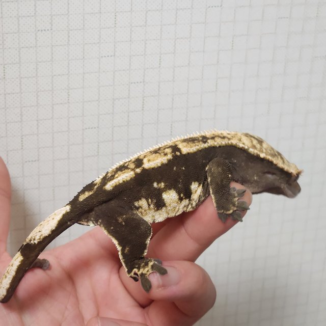 노멀 다크 할리퀸