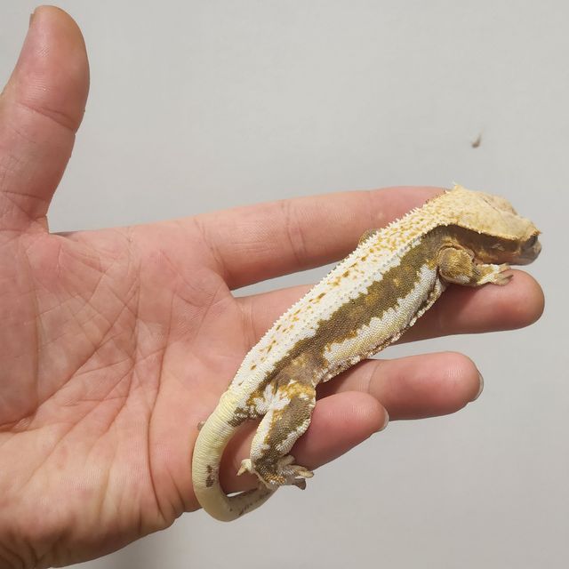 트라이 릴리화이트