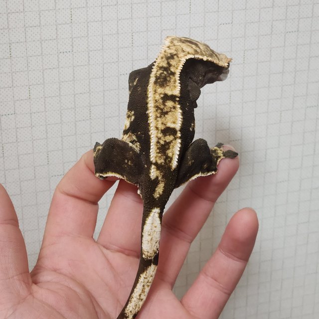 노멀 다크 할리퀸