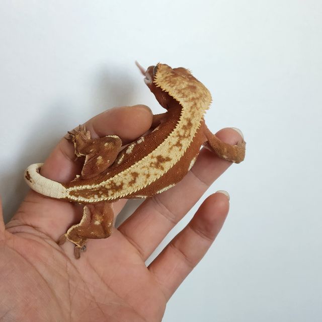 레드 바이 핀스트라이프 화이트포트홀