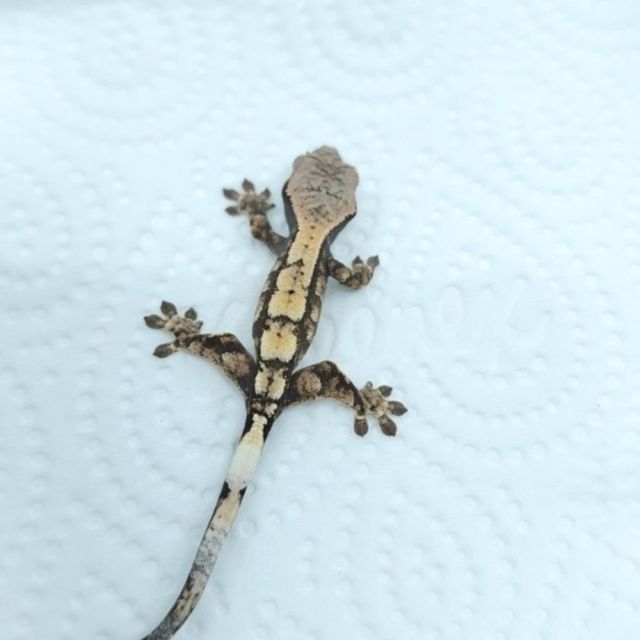 세이블