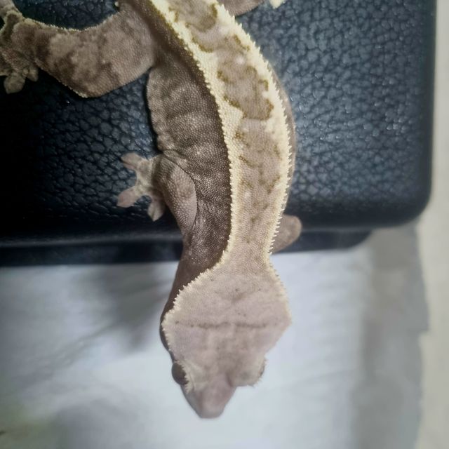 릴리 세이블 카푸치노