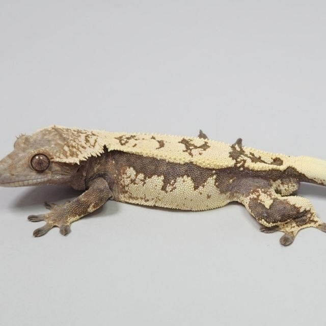 릴리 세이블 카푸치노