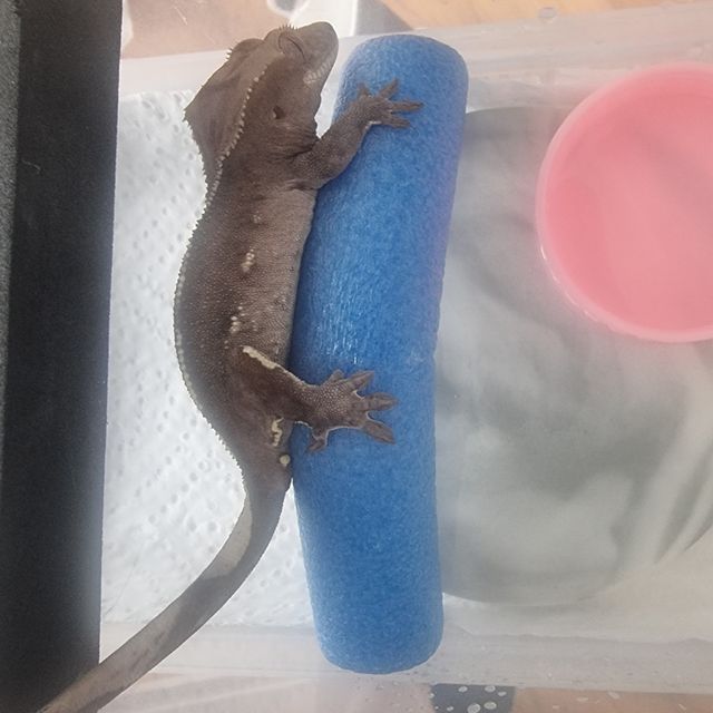 세이블 아잔틱