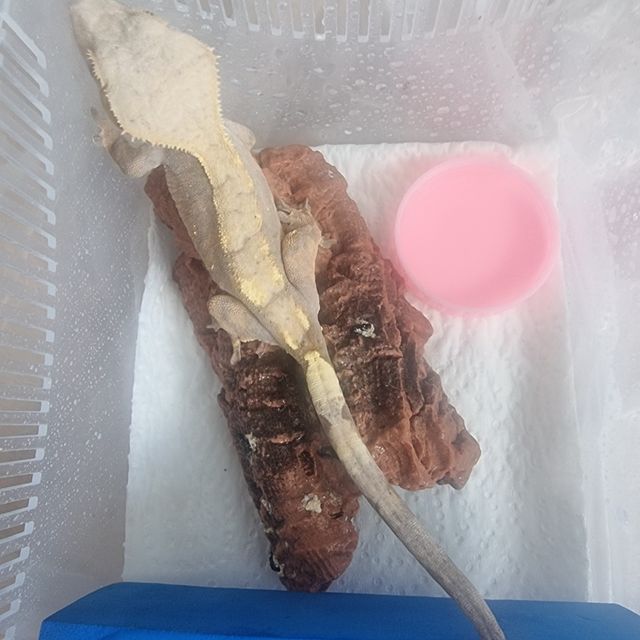 세이블 아잔틱