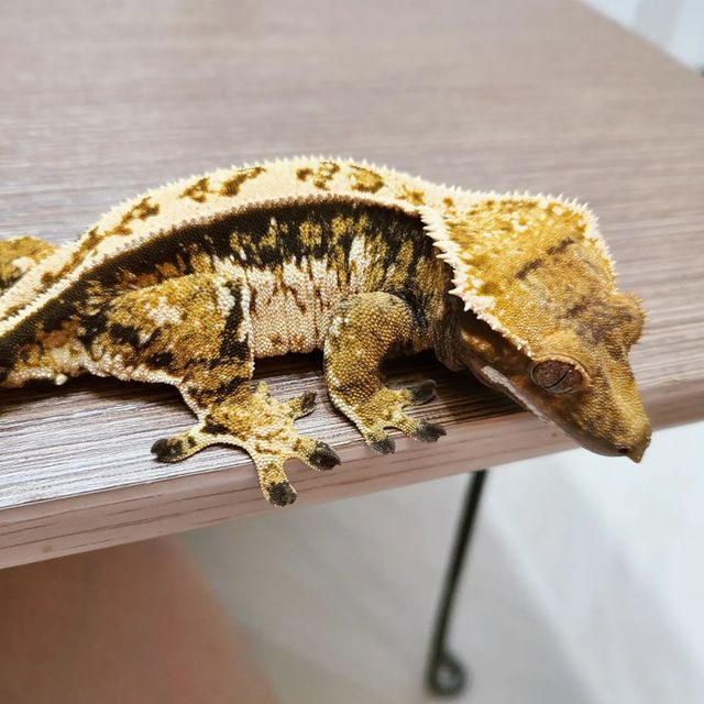 트라이 패턴리스 릴잔틱