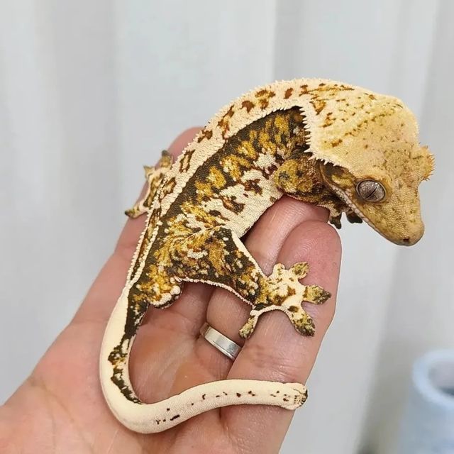 트라이 패턴리스 릴잔틱
