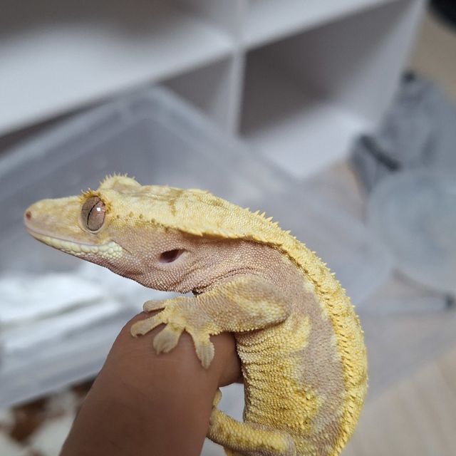 레드 할리퀸